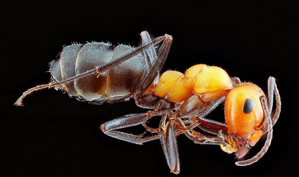 Ant Control service in Pontiac, MI