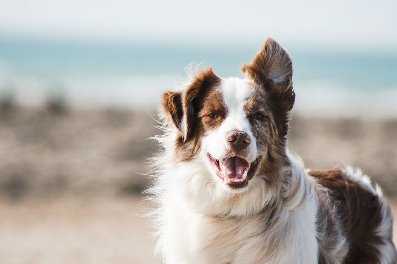 Flea & Tick Control service in Pontiac, MI