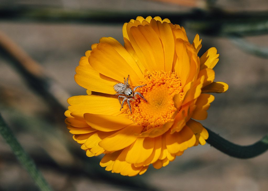 Spider Control service in Pontiac, MI